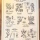 Old school poster vintage botanical poster