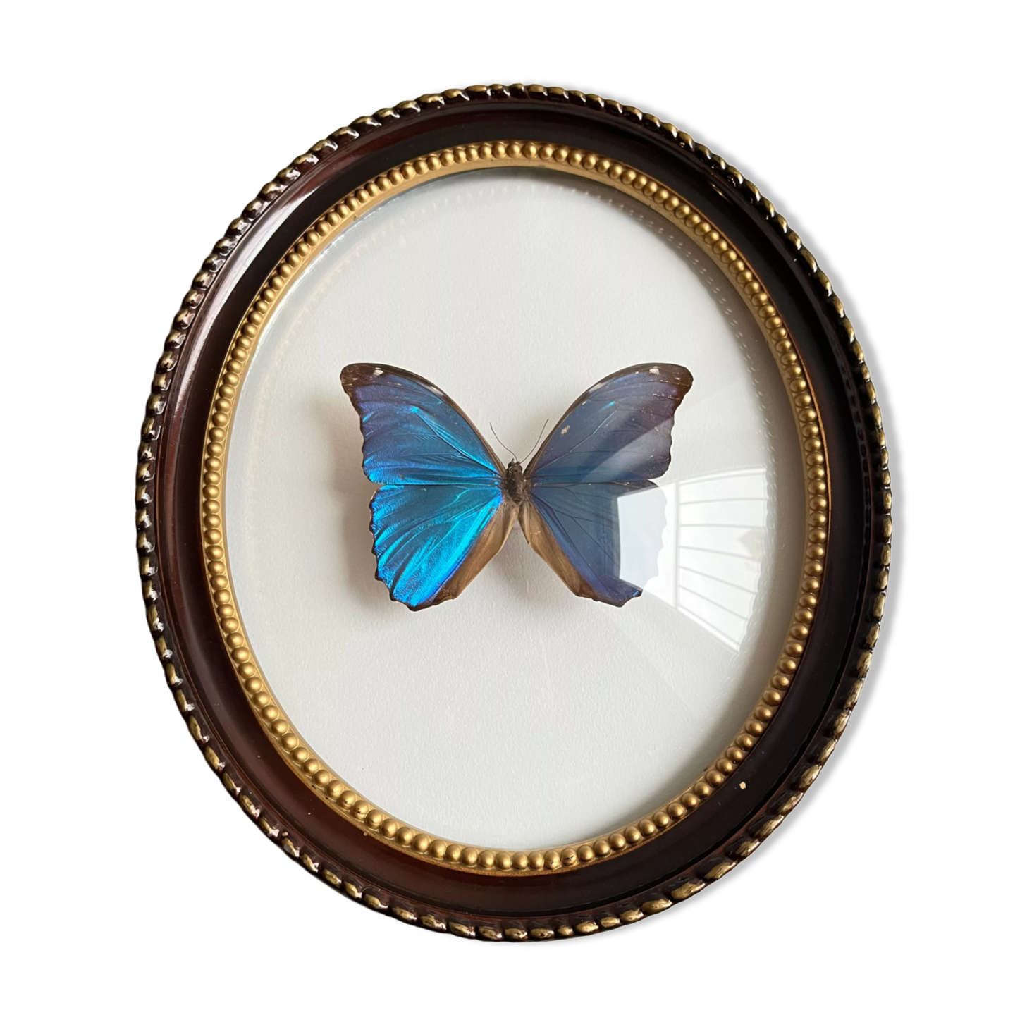 Butterfly domed glass frame "Morpho menelaus"