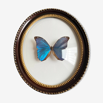 Butterfly domed glass frame "Morpho menelaus"