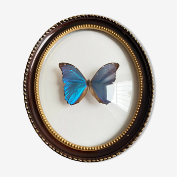 Cadre verre bombé papillon «Morpho menelaus»