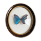 Cadre verre bombé papillon «Morpho menelaus»