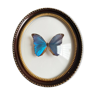 Butterfly domed glass frame "Morpho menelaus"