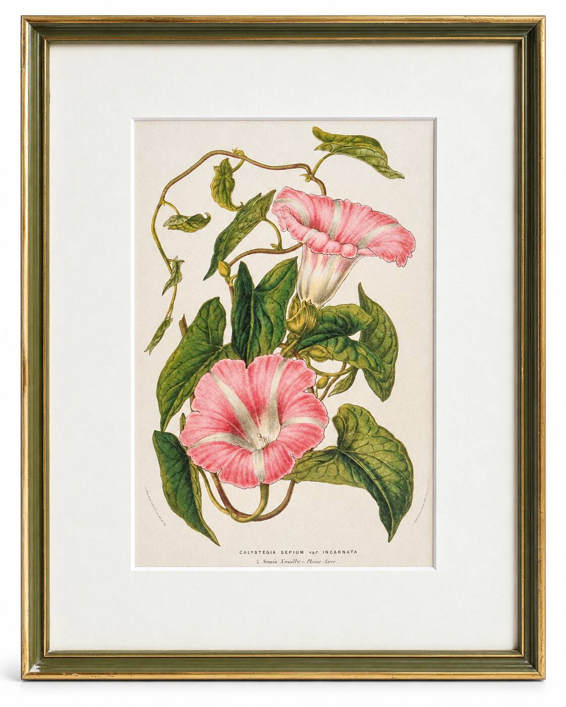 Lithographie botanique du 19ème siècle de la liseron rose, vers 1853