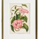 Lithographie botanique du 19ème siècle de la liseron rose, vers 1853
