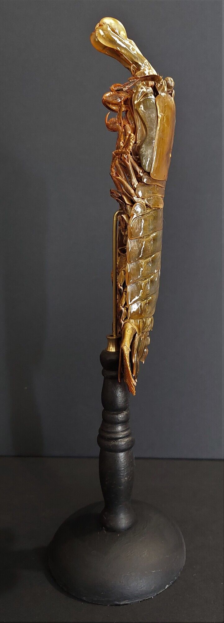 Cabinet of Curiosities haptosquilla trispinosa squille on pedestal