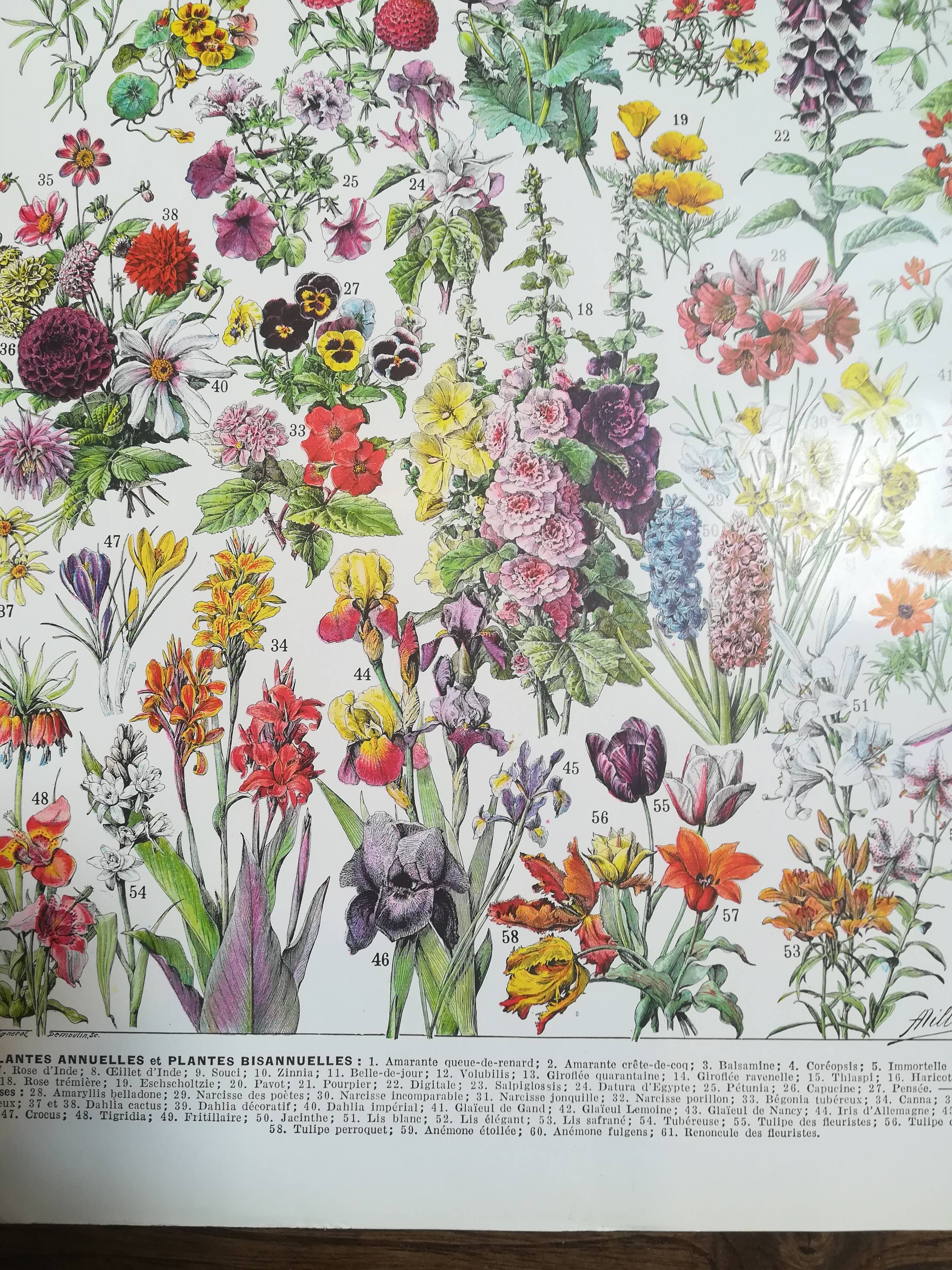 Lithograph on flowers from 1928 (amaranth)