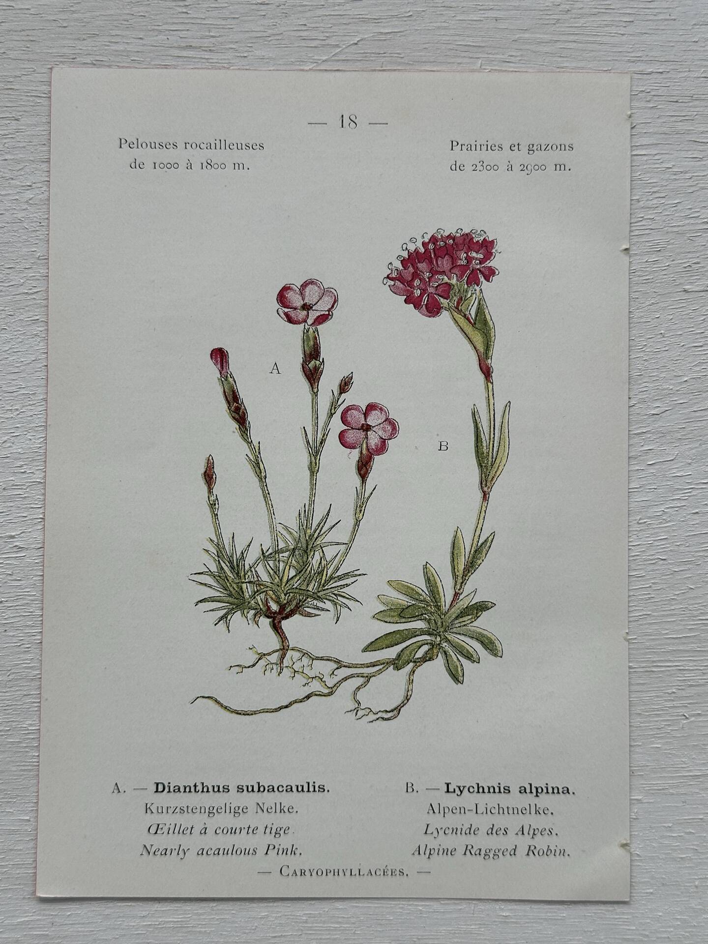 Botanical Plate 1800 Old naturalist engraving 19th century double-sided