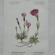 Botanical Plate 1800 Old naturalist engraving 19th century double-sided