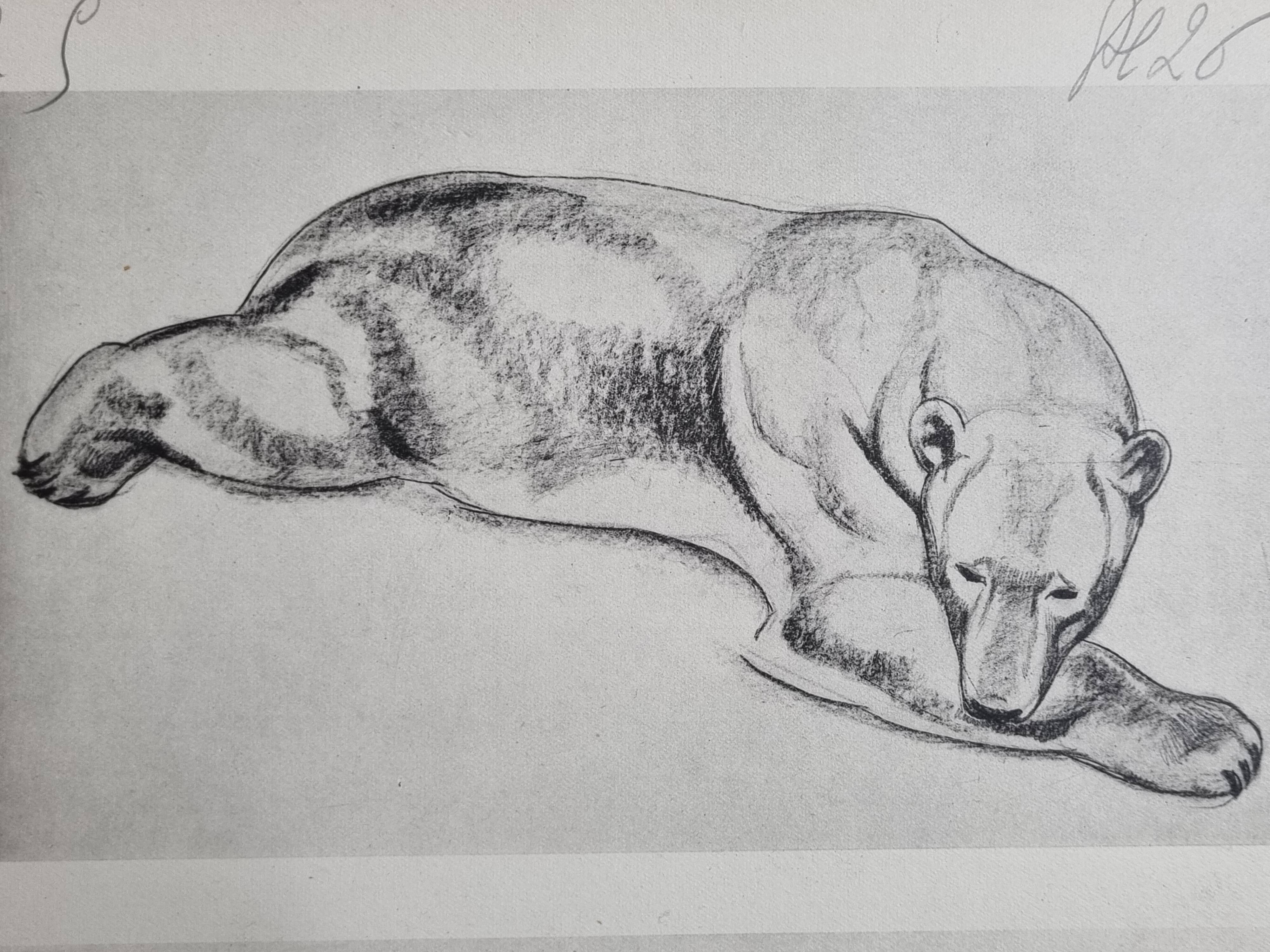 Illustrated plate – studies of feline and bear – Signed André Margat, 1930