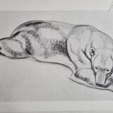 Illustrated plate – studies of feline and bear – Signed André Margat, 1930