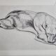 Illustrated plate – studies of feline and bear – Signed André Margat, 1930
