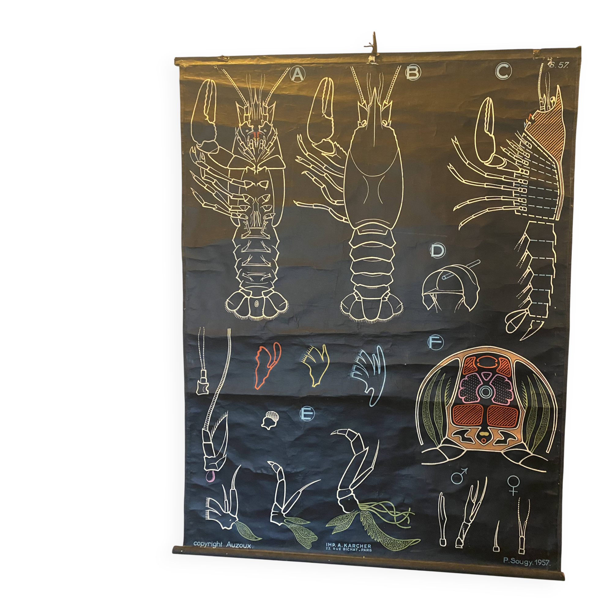 Poster Dr Auzoux, Paul Sougy 1957, No. L THE CRAYFISH