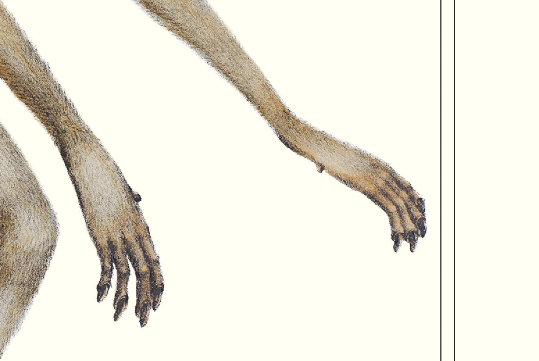 Lithograph engraving chimera animal - the mirilion