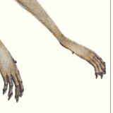 Lithograph engraving chimera animal - the mirilion