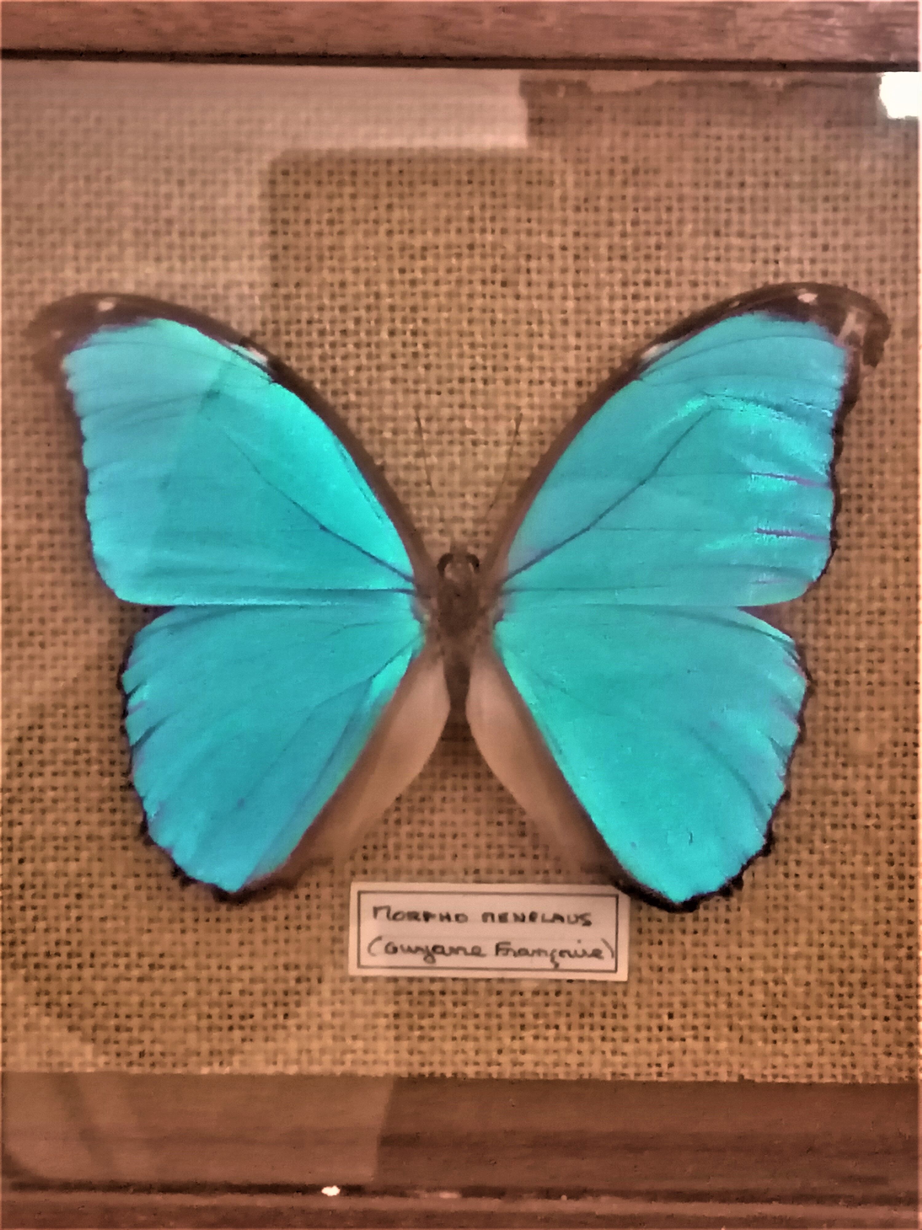 3 stuffed butterflies