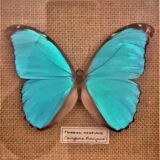 3 stuffed butterflies