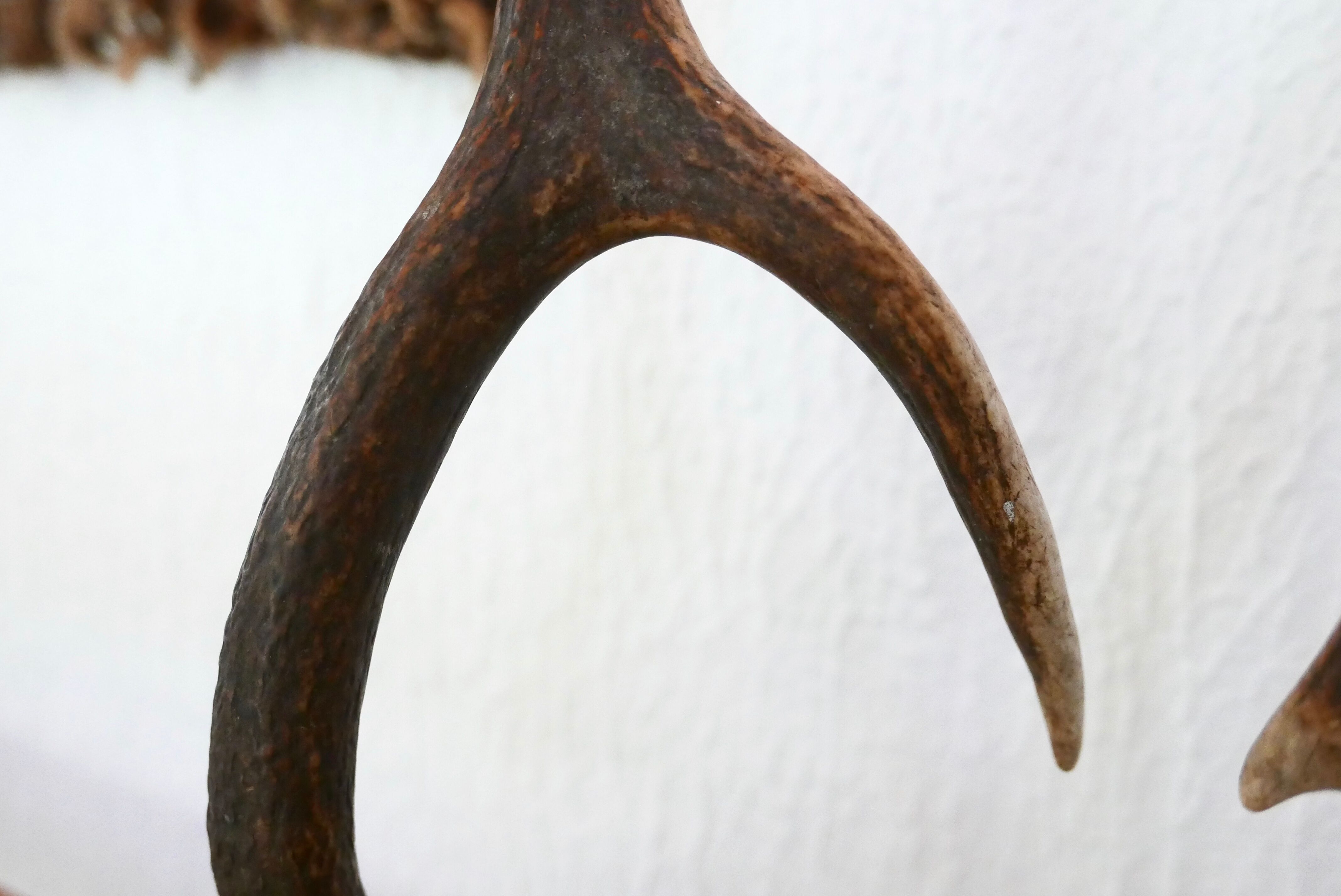 Pair of deer antlers, 70s