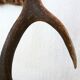 Paire de bois de cerfs années 70