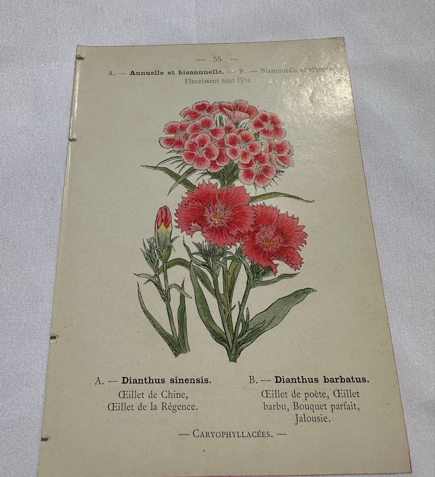 Planche botanique Gravure Fleur Plante 19eme double face colorée
