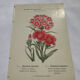 Planche botanique Gravure Fleur Plante 19eme double face colorée