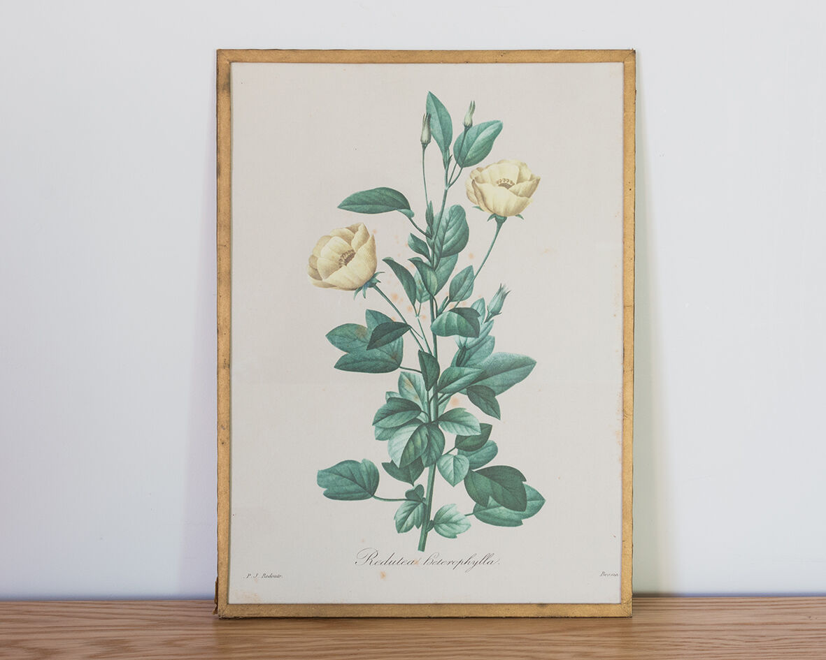 Planche de botanique "Redutea Heterophylla"