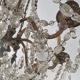 Old large chandelier with baccarat crystal tassels