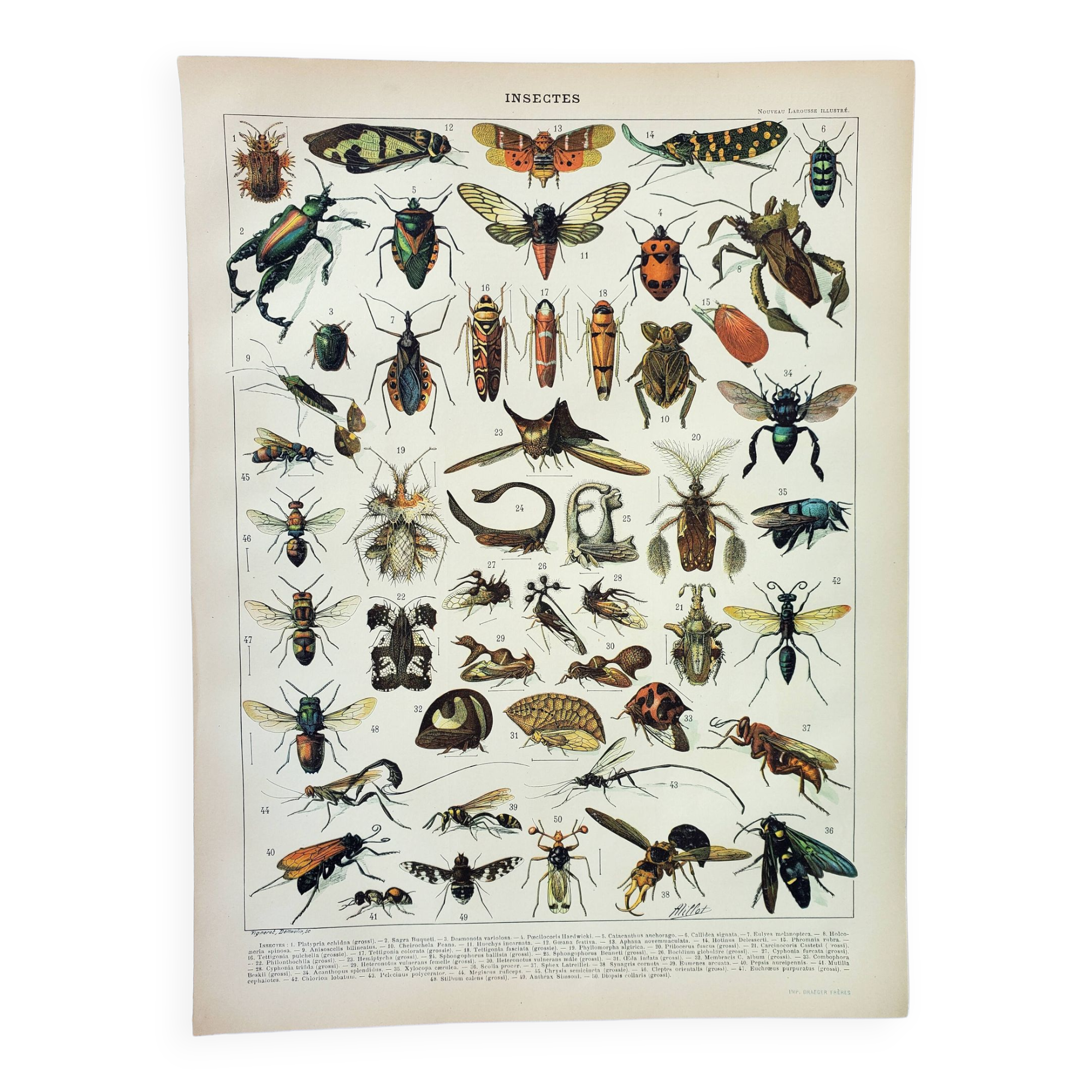 Old engraving 1898, Insects 2, entomology • Lithograph, Original plate