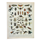 Old engraving 1898, Insects 2, entomology • Lithograph, Original plate