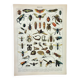 Old engraving 1898, Insects 2, entomology • Lithograph, Original plate