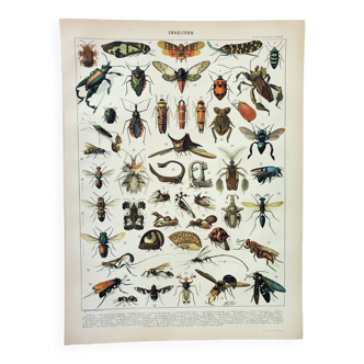 Old engraving 1898, Insects 2, entomology • Lithograph, Original plate