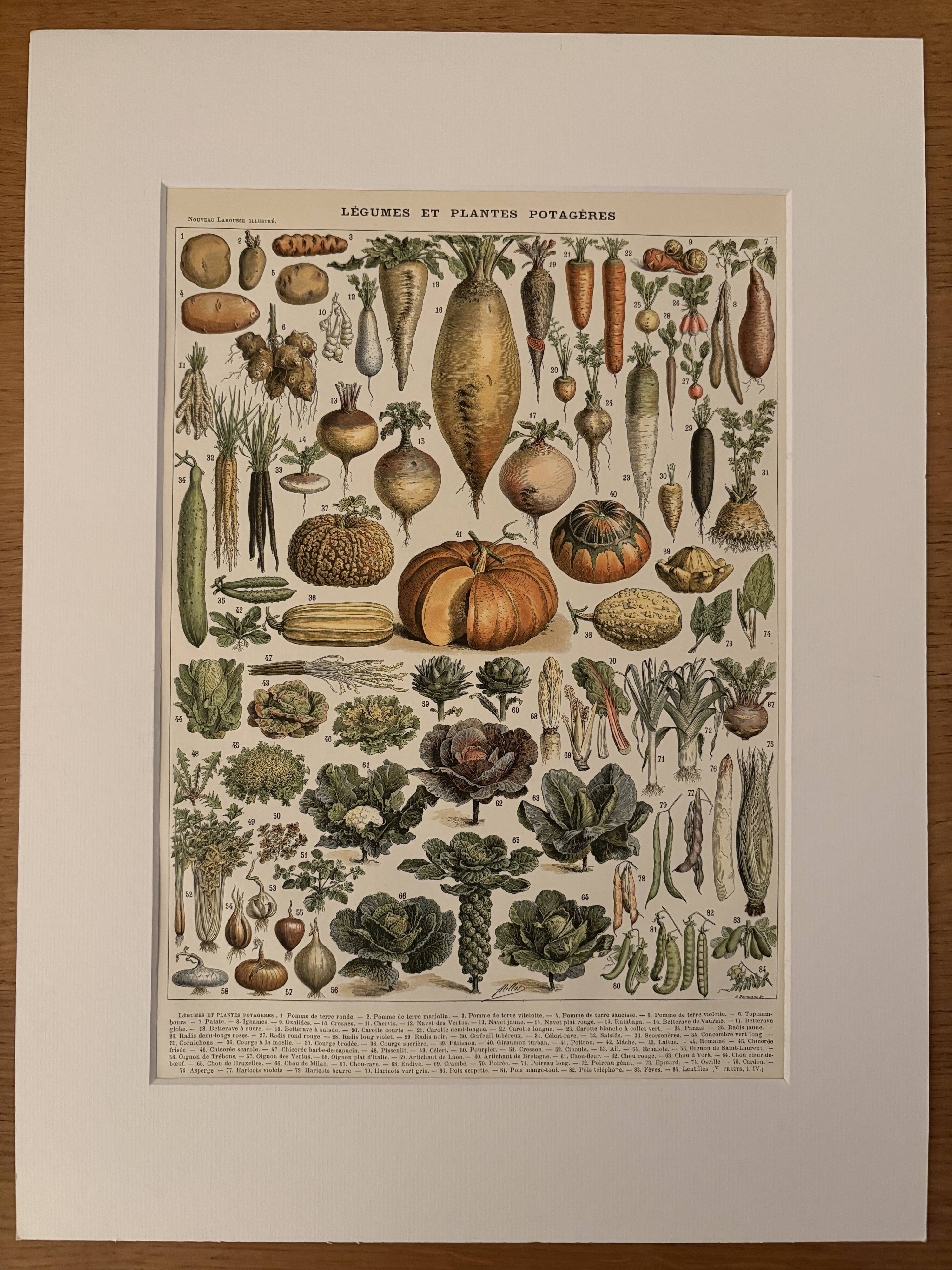 Old illustrated plate on vegetables and garden plants (1900)