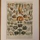 Old illustrated plate on vegetables and garden plants (1900)