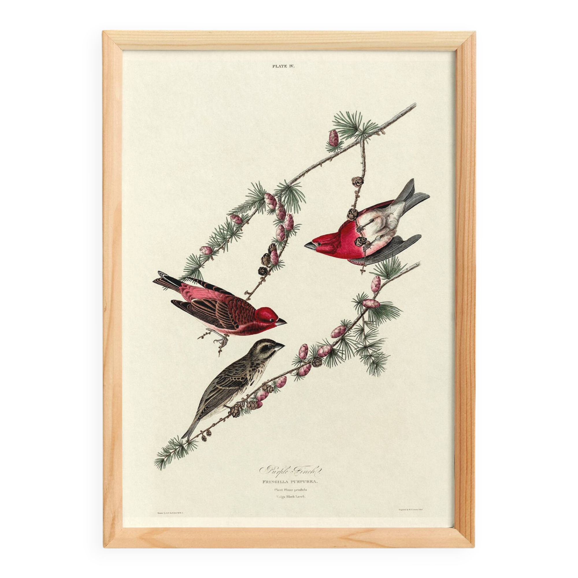 Poster about the Purple Rosefinch, based on an old engraving from 1827.