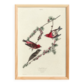 Poster about the Purple Rosefinch, based on an old engraving from 1827.