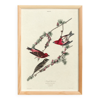 Poster about the Purple Rosefinch, based on an old engraving from 1827.