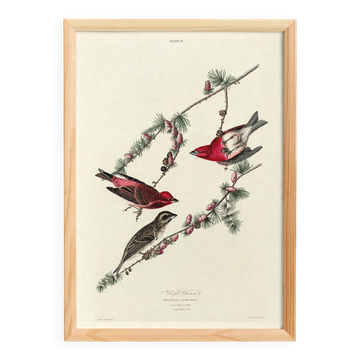 Poster about the Purple Rosefinch, based on an old engraving from 1827.