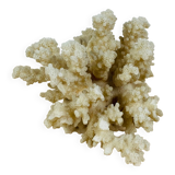 Corail