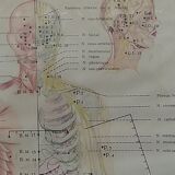 Anatomical poster