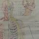 Anatomical poster