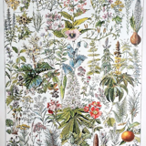 Duo of plates on medicinal plants