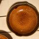 Series of 8 hollow plates Sarreguemines fish
