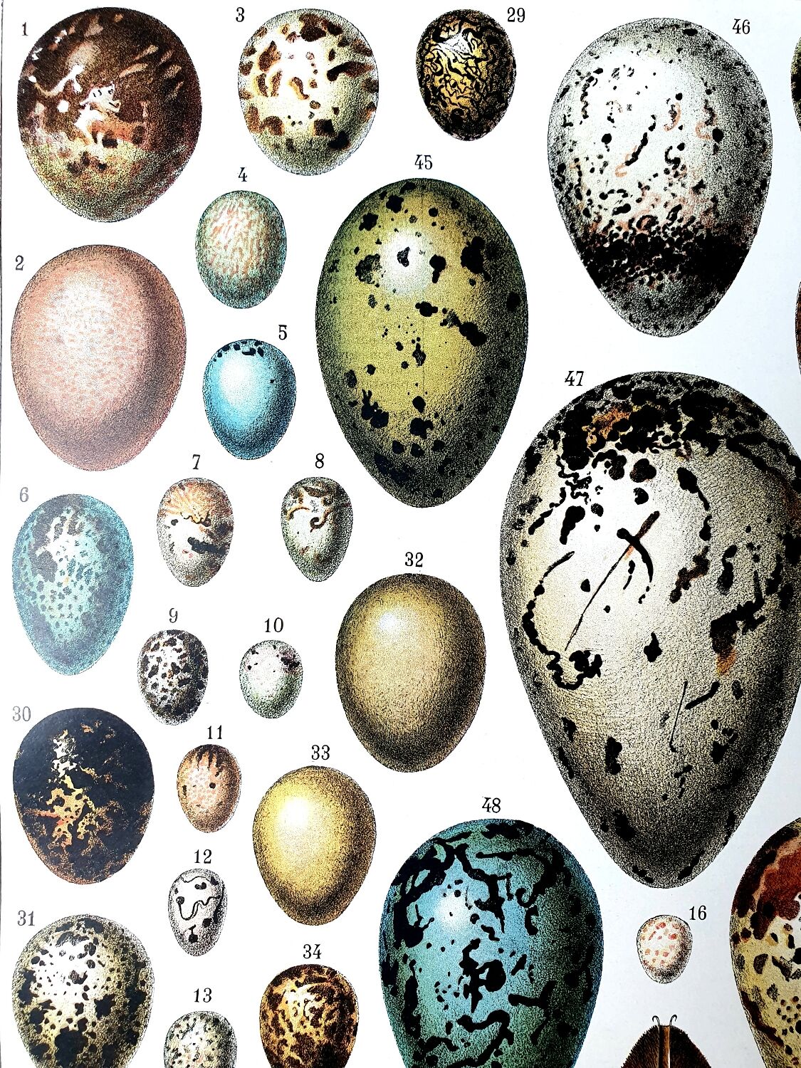 Egg board poster 40s