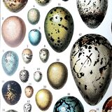 Egg board poster 40s