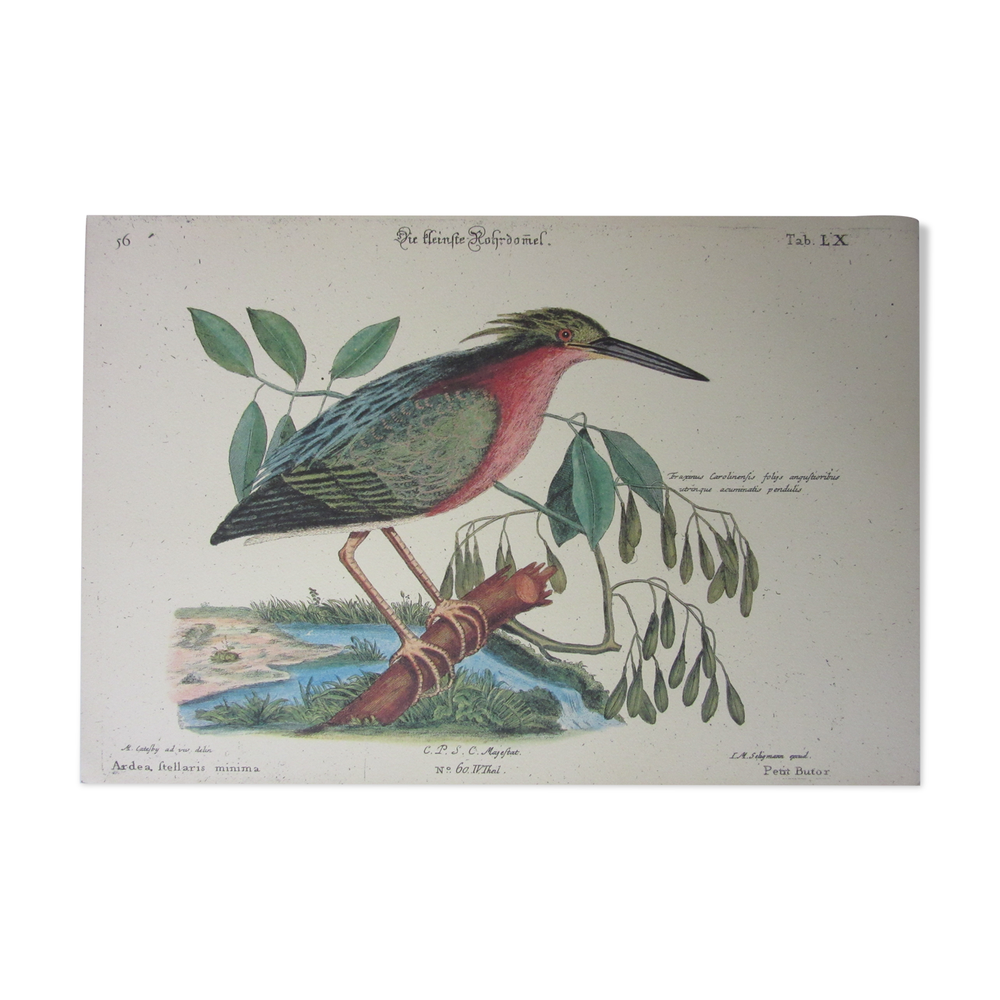 Engraving bird, little bittern, repro Catesby/Seligmann