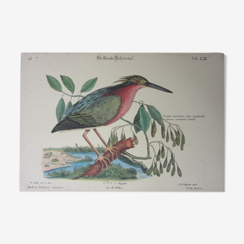 Engraving bird, little bittern, repro Catesby/Seligmann