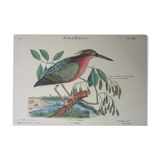 Engraving bird, little bittern, repro Catesby/Seligmann