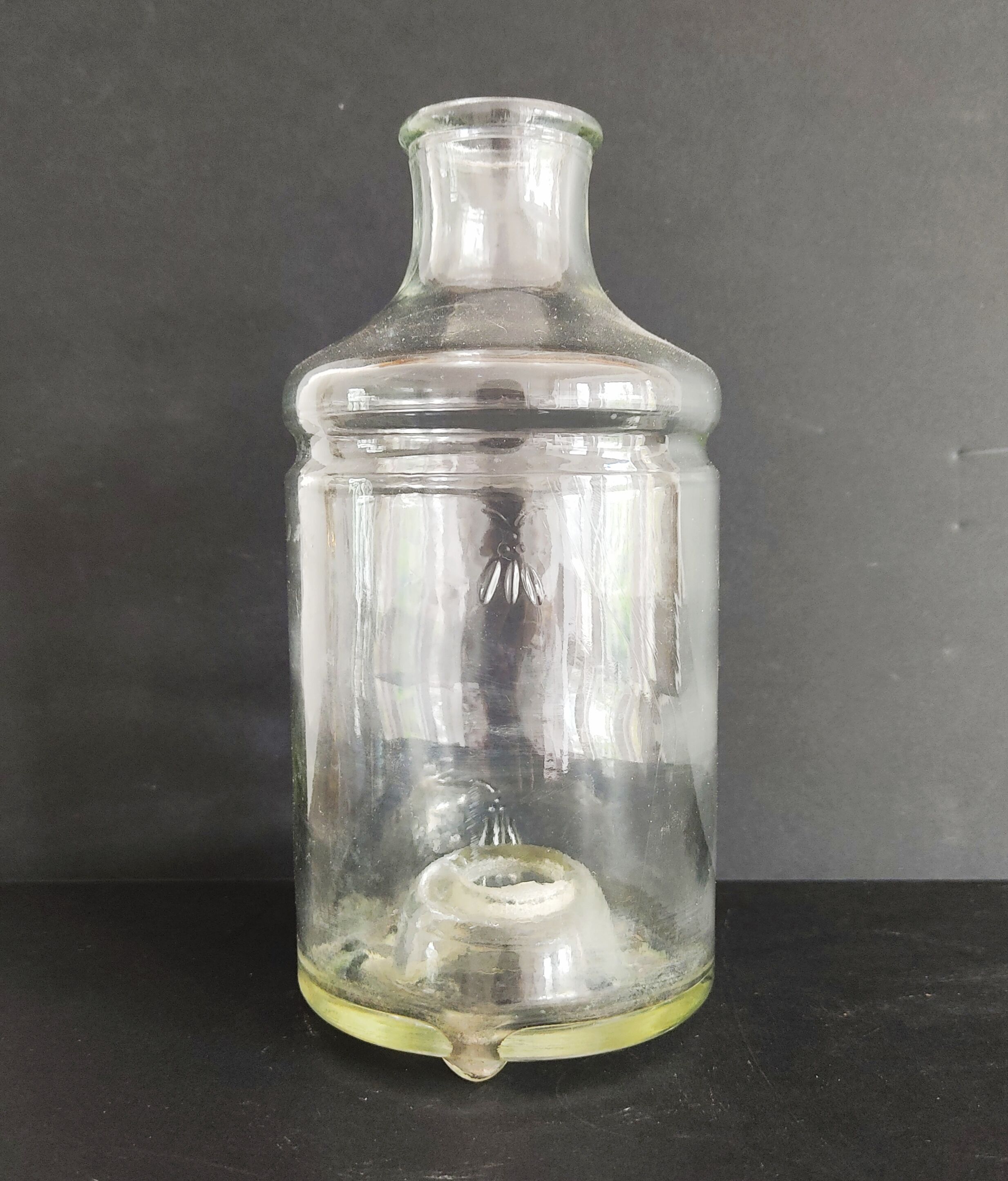 Flies and wasps gap early 20th