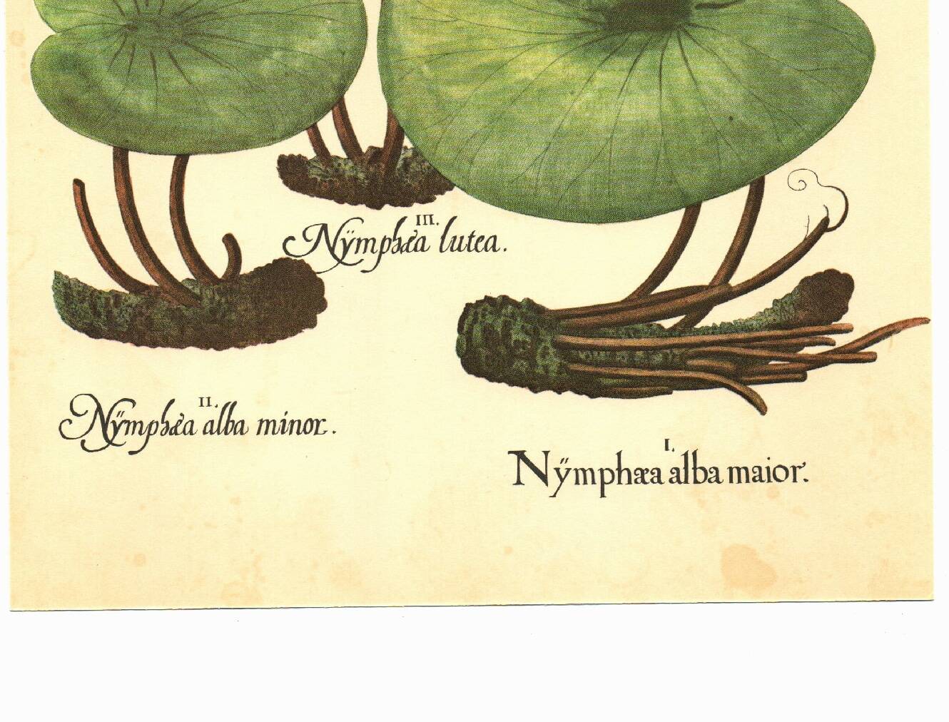 Old illustration 1959 - Water Lilies - aquatic plant botanical flowers