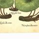 Old illustration 1959 - Water Lilies - aquatic plant botanical flowers