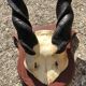 Ancient Grand Koudou Hunting Trophy on Exotic Wooden Base Artric Massacre